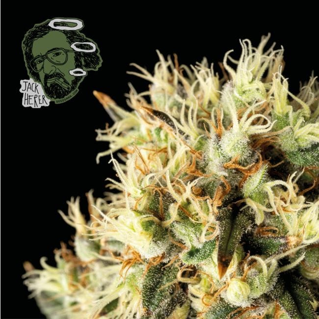 Jack Herer Feminised Seeds-jack-herer-fem