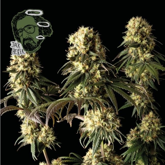 Jack Herer Feminisiert Saatgut-jack-herer-fem