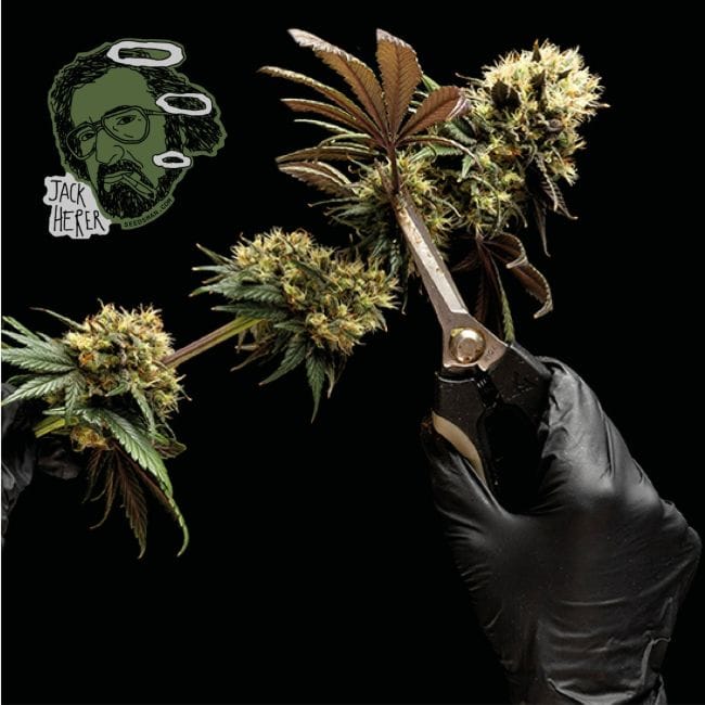 Jack Herer Feminised Seeds-jack-herer-fem