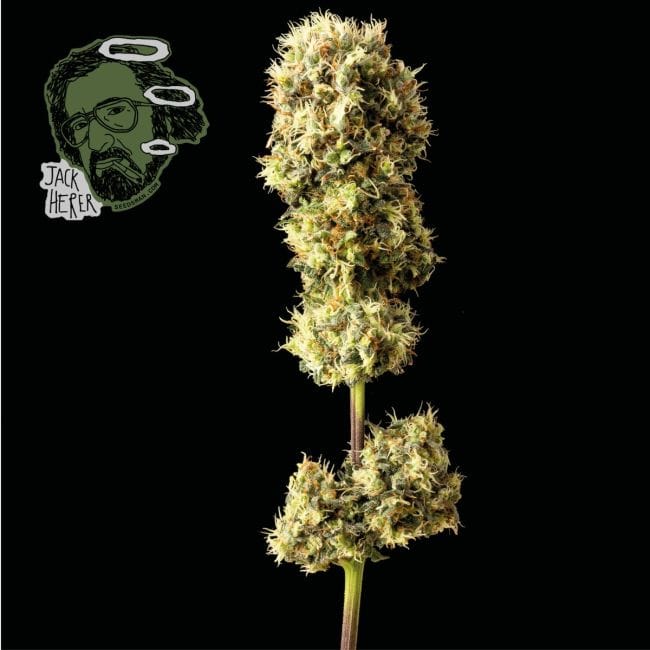 Jack Herer Feminised Seeds-jack-herer-fem