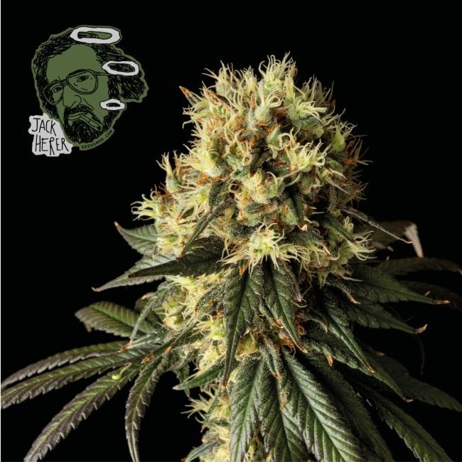Jack Herer Feminisiert Saatgut-jack-herer-fem