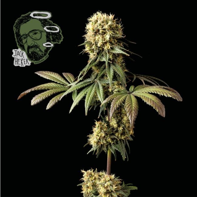 Jack Herer Feminisiert Saatgut-jack-herer-fem