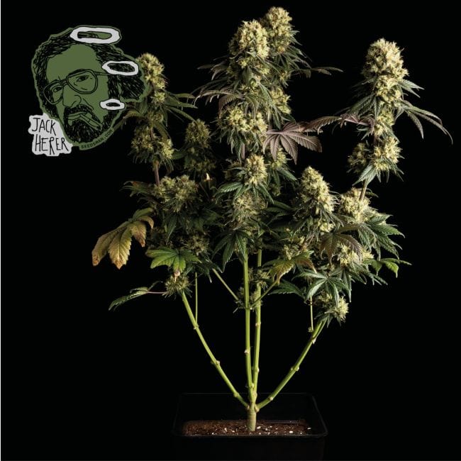Jack Herer Feminised Seeds-jack-herer-fem