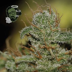 Jack Herer Feminised Seeds-jack-herer-fem
