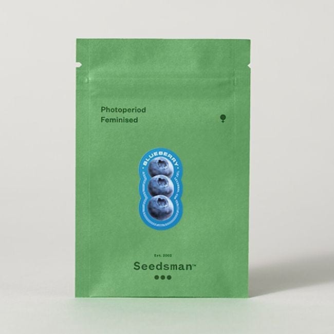 Blueberry Féminisée Semences-blueberry-fem