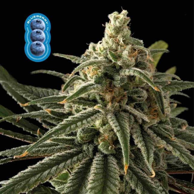 Blueberry Féminisée Semences-blueberry-fem