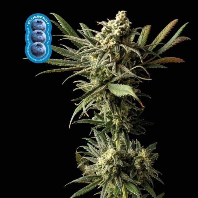 Blueberry Féminisée Semences-blueberry-fem