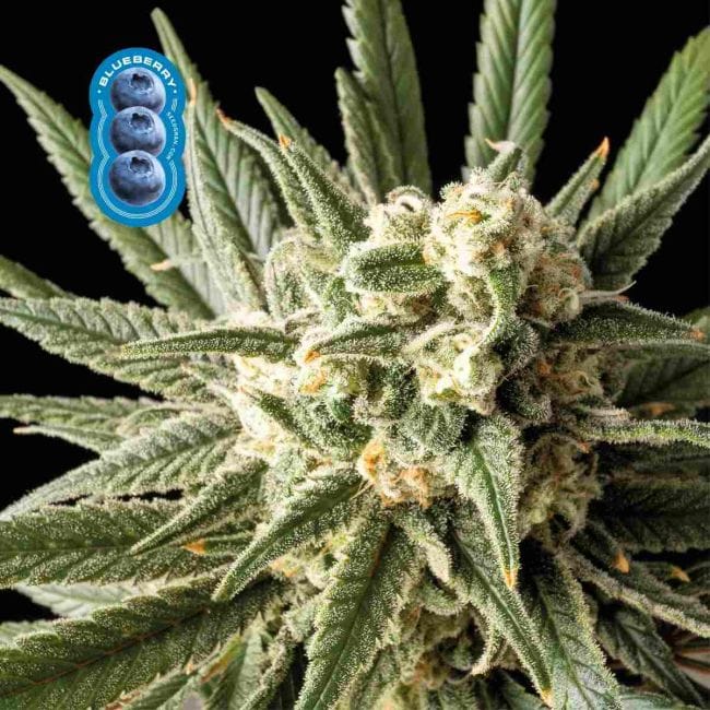 Blueberry Feminisiert Saatgut-blueberry-fem