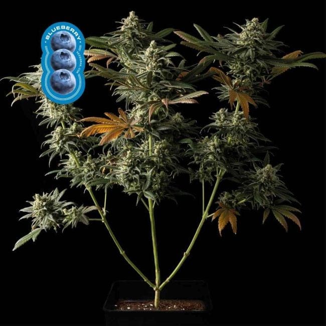 Blueberry Feminisiert Saatgut-blueberry-fem