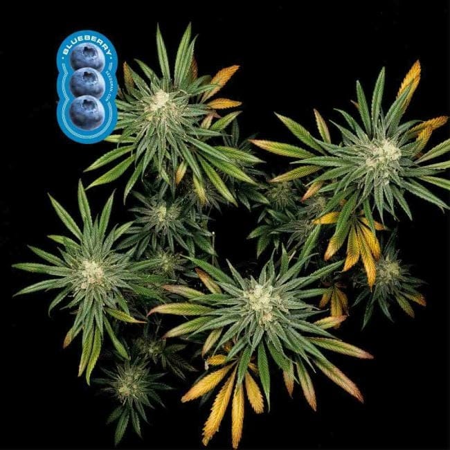 Blueberry Feminised Seeds-blueberry-fem