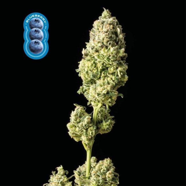 Blueberry Féminisée Semences-blueberry-fem
