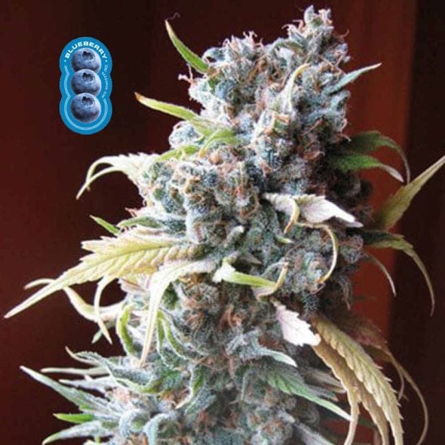 Blueberry Féminisée Semences-blueberry-fem