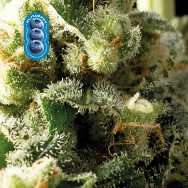 Blueberry Féminisée Semences-blueberry-fem