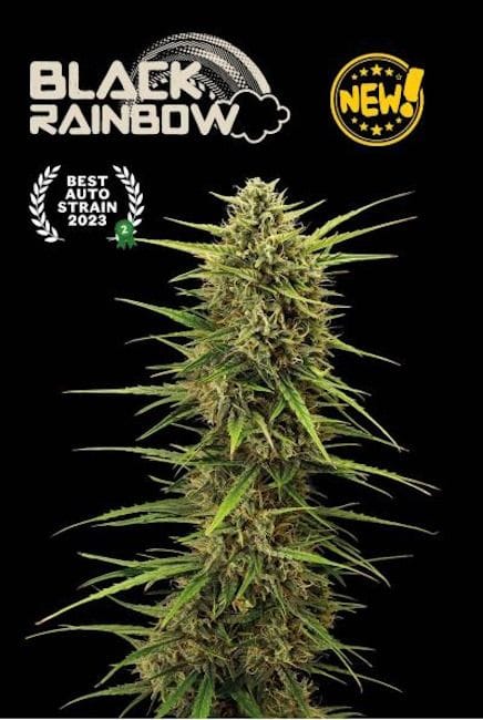 Black Rainbow Auto Feminised Seeds-SEST-BLRA-AUTO-FEM
