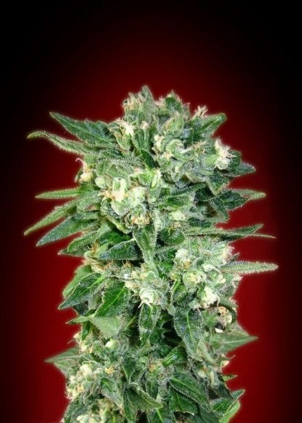 Kaya 47 Auto феминизирани семена-ADV-KAY47-AUTO-FEM