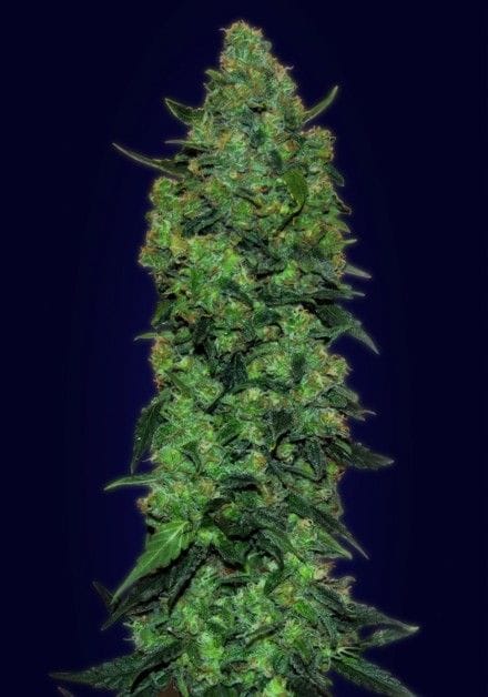 Skunk Mass Auto Feminisiert Samen-ADV-SKMSS-AUTO-FEM