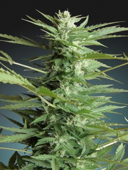 Sweet Dwarf Auto Feminisiert Samen-ADV-SWDRF-AUTO-FEM