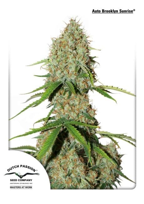 Brooklyn Sunrise Auto Feminized Seeds-dp-autobrooklyn-sunrise