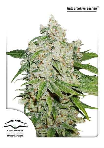 Brooklyn Sunrise Auto Feminized Seeds-dp-autobrooklyn-sunrise