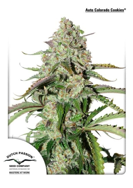 Colorado Cookies Auto Feminisiert Samen-dp-auto-colorado-cookies