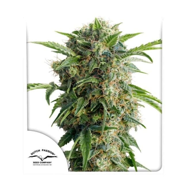 Daiquiri Lime Auto Feminiserad Frön-dp-auto-daiquiri-lime