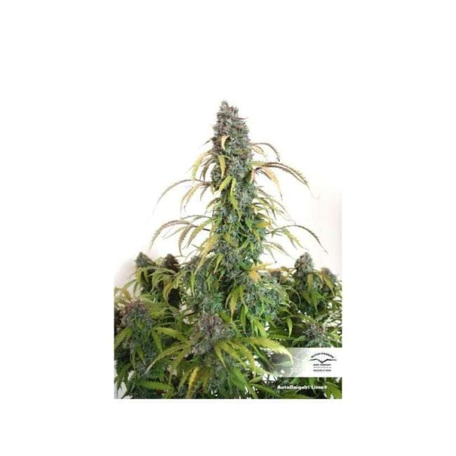 Daiquiri Lime Auto Feminiserad Frön-dp-auto-daiquiri-lime