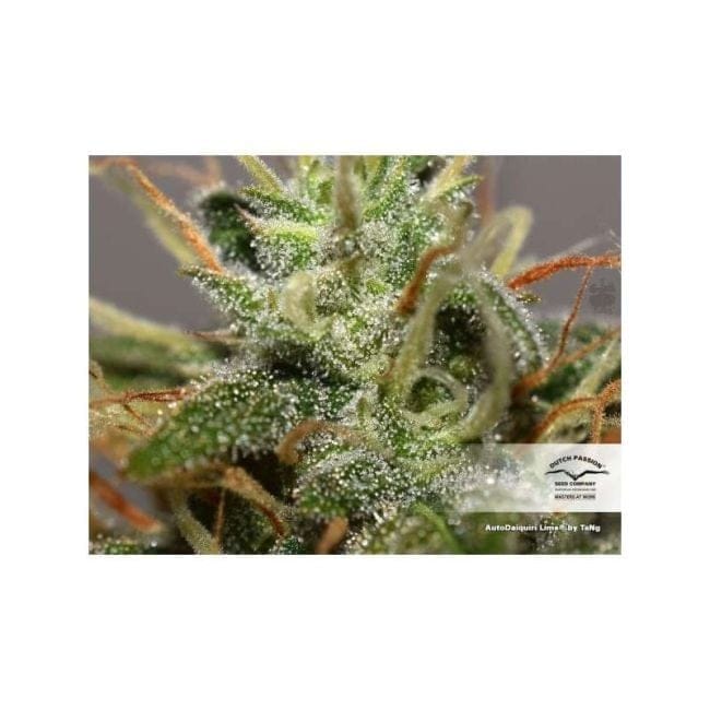 Daiquiri Lime Auto Feminiserad Frön-dp-auto-daiquiri-lime