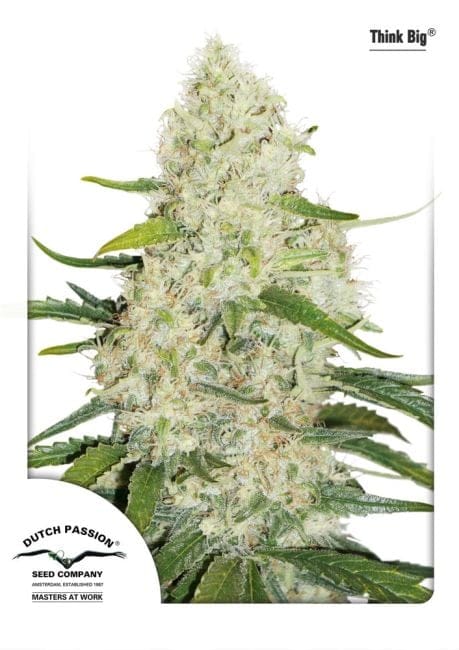 Think Big Auto Feminized Seeds-dp-thinkbigautofem