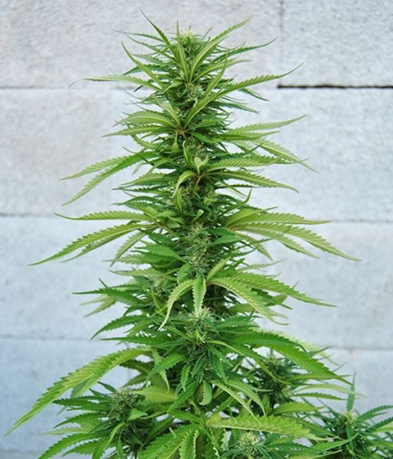 Outdoor Grapefruit Feminised Seeds-female-outdoorgrapefruit