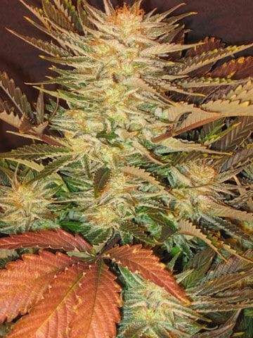 Ice Cream Feminised Seeds-ice-cream