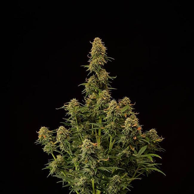 Amaretto Tarmac Auto Feminised Seeds-SEST-AMTA-AUTO-FEM
