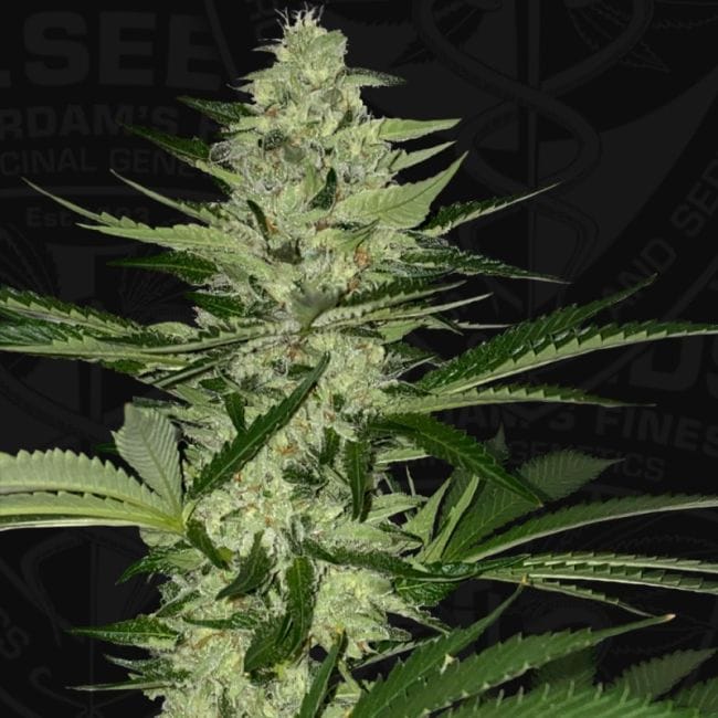 Melonsicle Feminised Seeds - 6+1-THS-MEL-FEM-6+1
