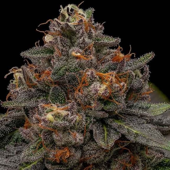 Korenji Feminised Seeds-RIPP-KOR-FEM