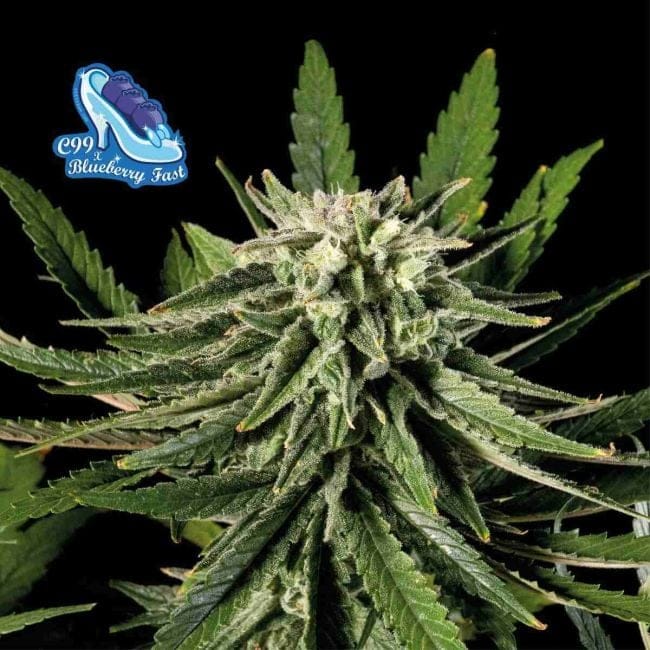 C99 x Blueberry бърз феминизирани семена-SMAN-C99BB-FAST-FEM