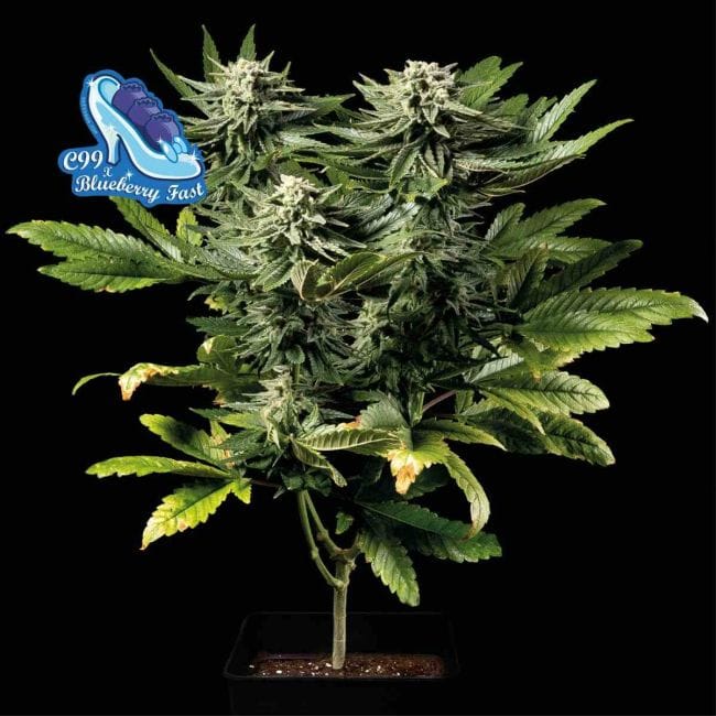 C99 x Blueberry Fast Feminized Seeds-SMAN-C99BB-FAST-FEM