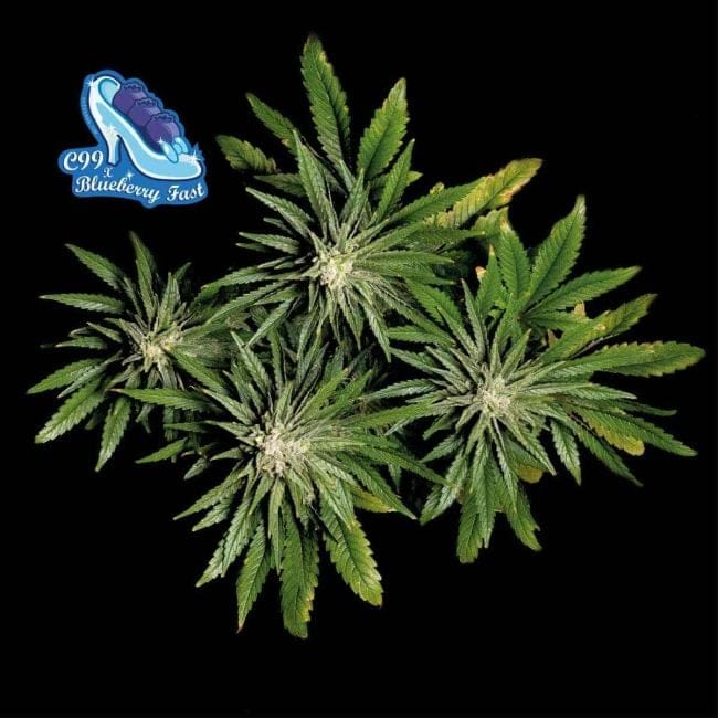 C99 x Blueberry бърз феминизирани семена-SMAN-C99BB-FAST-FEM