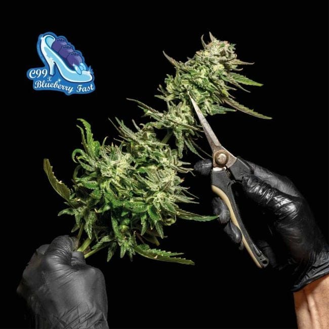C99 x Blueberry бърз феминизирани семена-SMAN-C99BB-FAST-FEM