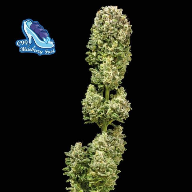 C99 x Blueberry Fast Feminized Seeds-SMAN-C99BB-FAST-FEM