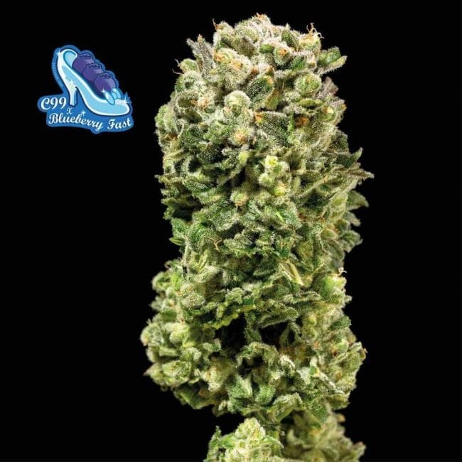 C99 x Blueberry бърз феминизирани семена-SMAN-C99BB-FAST-FEM