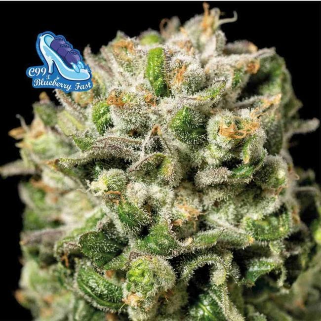 C99 x Blueberry бърз феминизирани семена-SMAN-C99BB-FAST-FEM