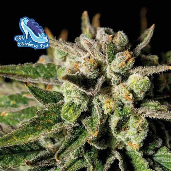 C99 x Blueberry Fast Feminized Seeds-SMAN-C99BB-FAST-FEM