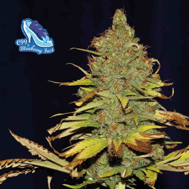 C99 x Blueberry Fast Feminized Seeds-SMAN-C99BB-FAST-FEM