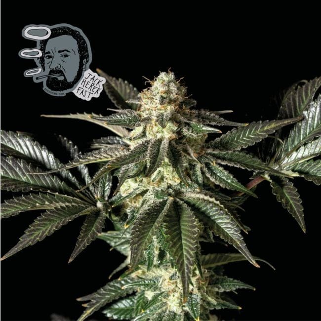 Jack Herer Schnell Feminisiert Saatgut-SMAN-JCKHR-FAST-FEM