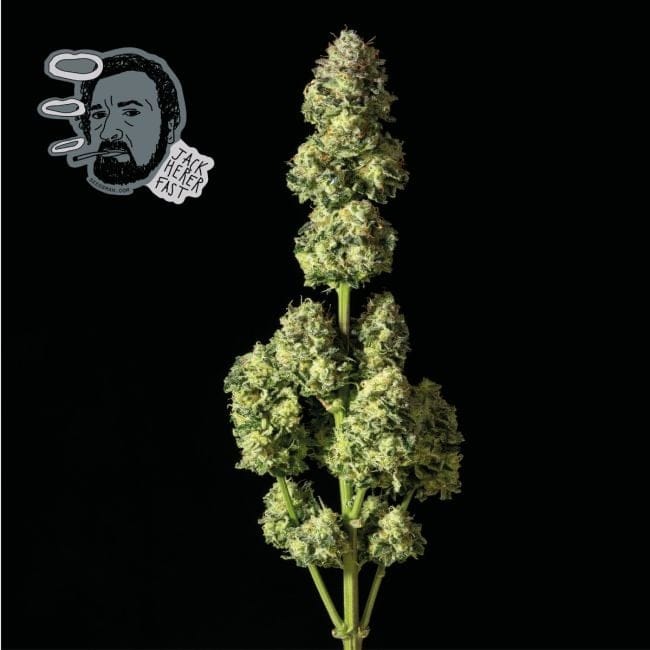 Jack Herer Schnell Feminisiert Saatgut-SMAN-JCKHR-FAST-FEM