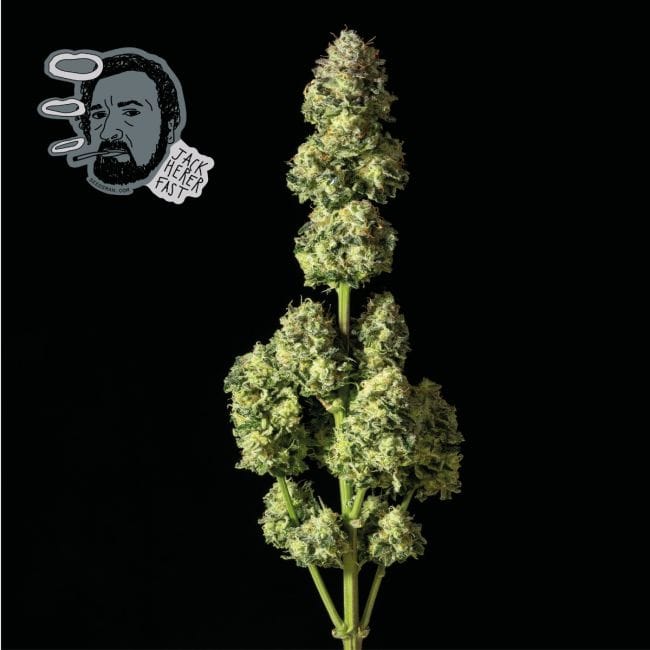 Jack Herer Rapide Féminisée Semences-SMAN-JCKHR-FAST-FEM
