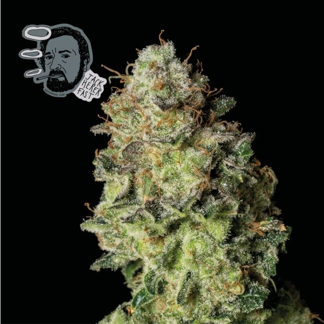 Jack Herer Rapide Féminisée Semences-SMAN-JCKHR-FAST-FEM