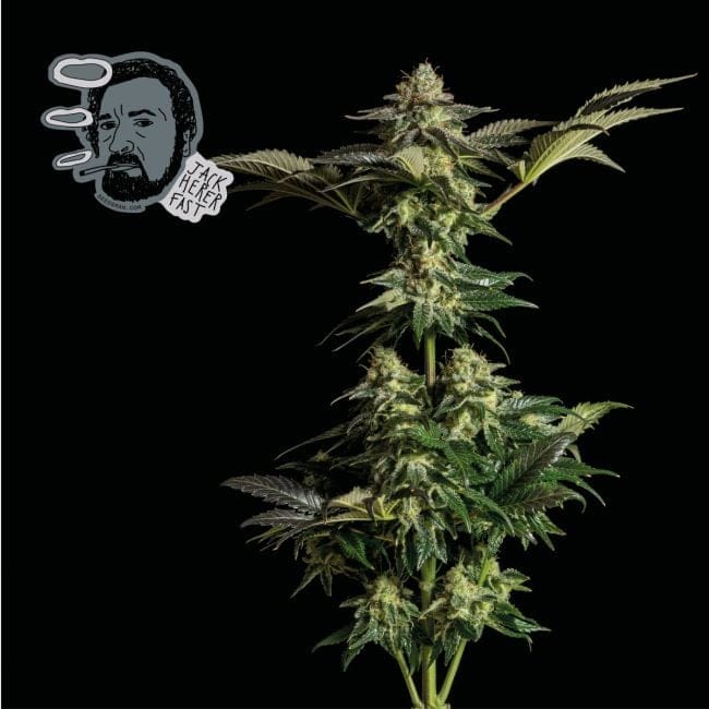 Jack Herer Fast Feminized Seeds-SMAN-JCKHR-FAST-FEM