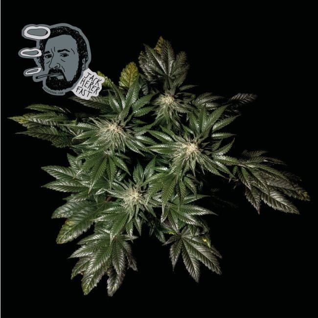 Jack Herer Schnell Feminisiert Saatgut-SMAN-JCKHR-FAST-FEM