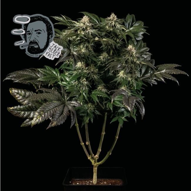 Jack Herer Rapide Féminisée Semences-SMAN-JCKHR-FAST-FEM