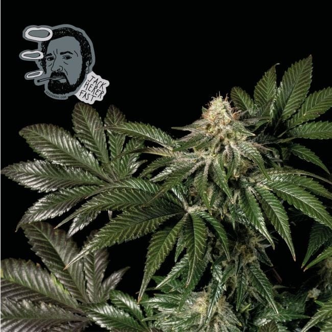 Jack Herer Rapide Féminisée Semences-SMAN-JCKHR-FAST-FEM